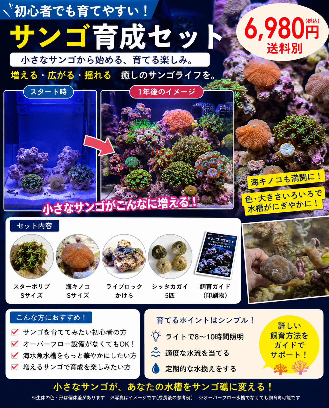 初心者向け サンゴ育成セット

海キノコ × スターポリプセット