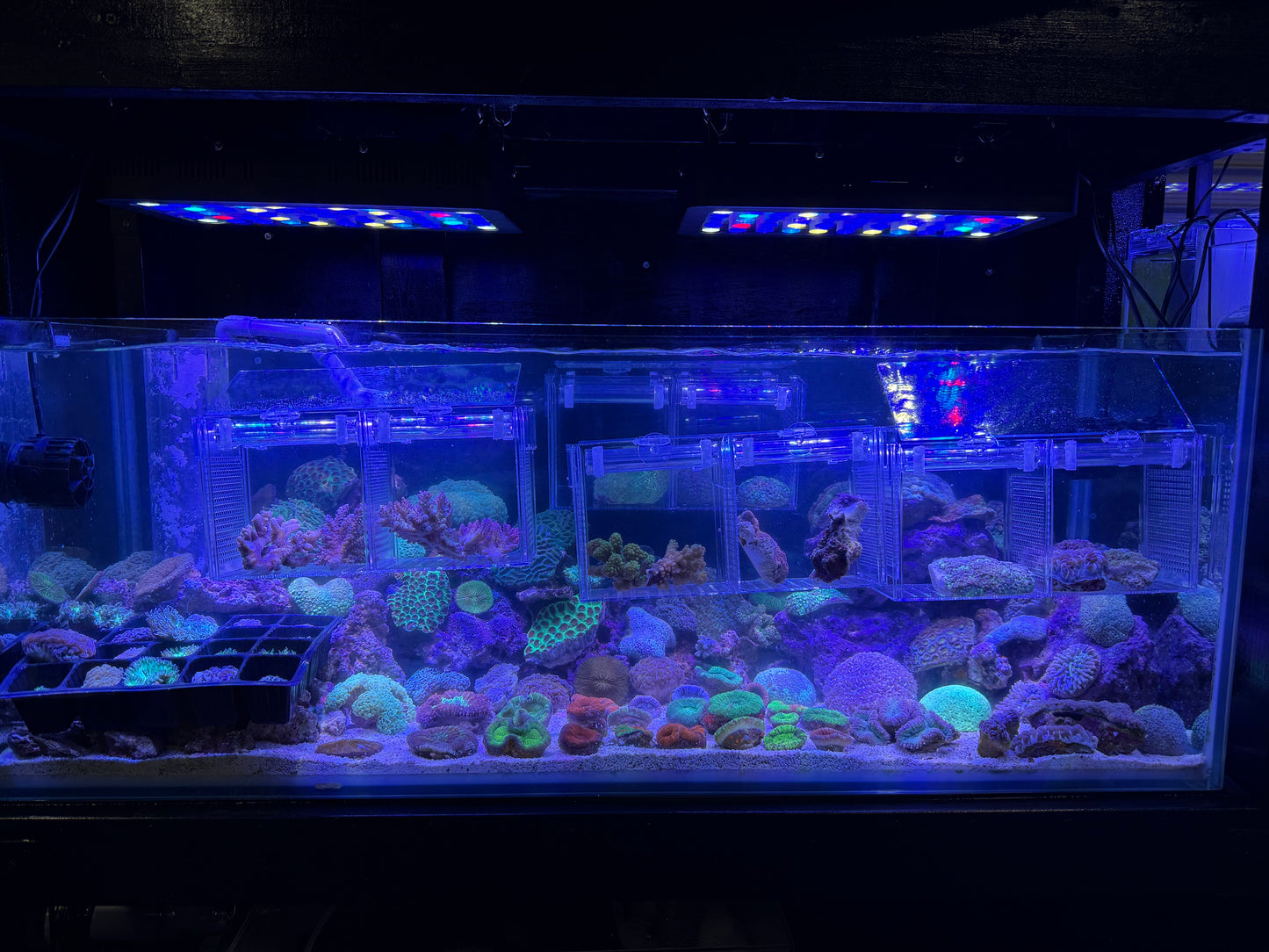 店長の本気サンゴガチャ