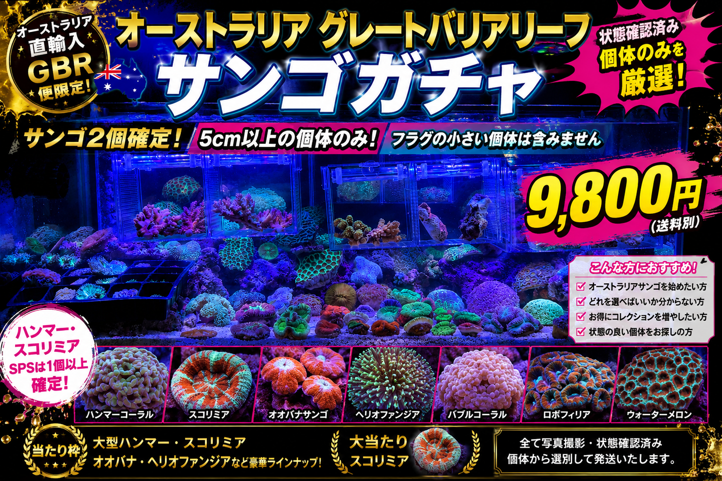 オーストラリア グレートバリアリーフ サンゴガチャ
