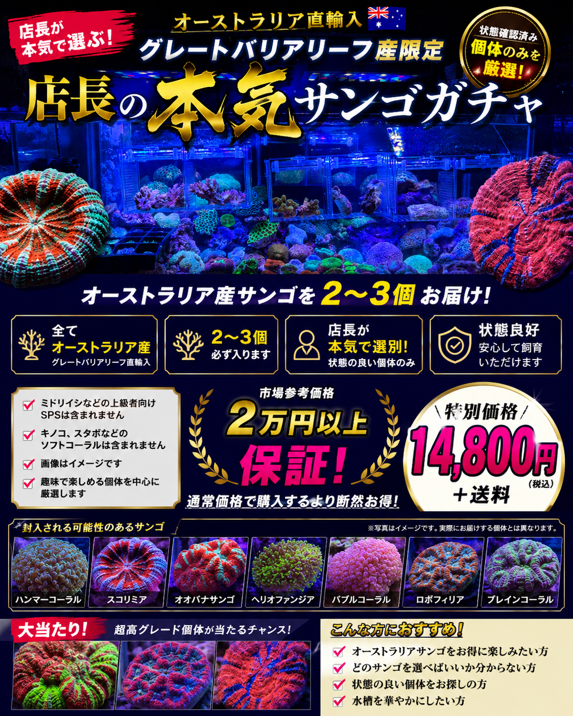 店長の本気サンゴガチャ