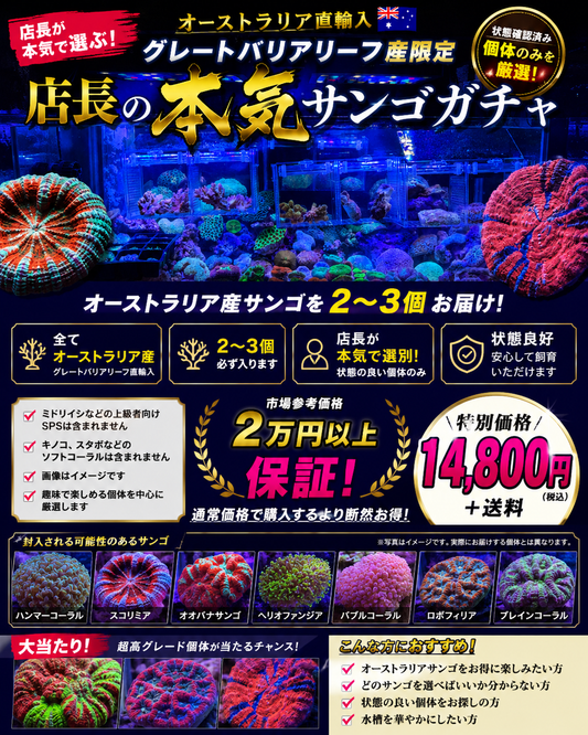 店長の本気サンゴガチャ