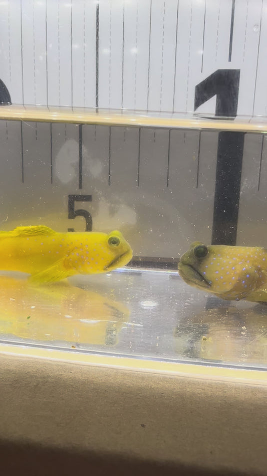 現物個体 超大型ギンガハゼ ペア 長期飼育個体 状態抜群 海水魚