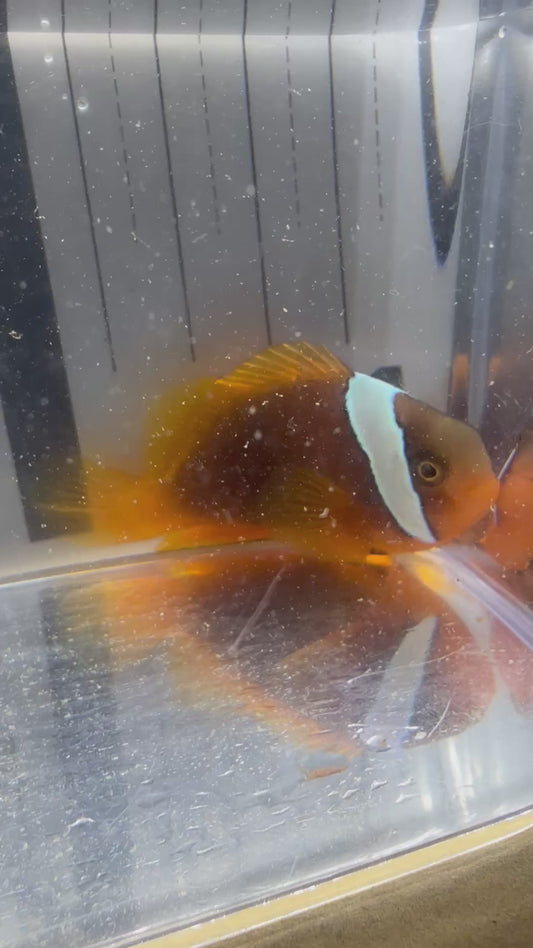 現物個体 ハマクマノミ 美個体 濃色タイプ Mサイズ 海水魚
