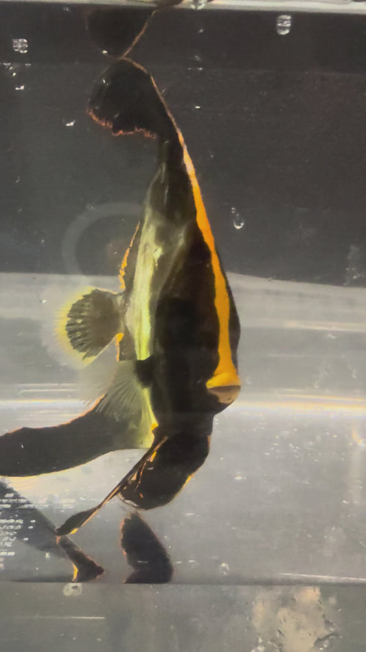 ツバメウオ